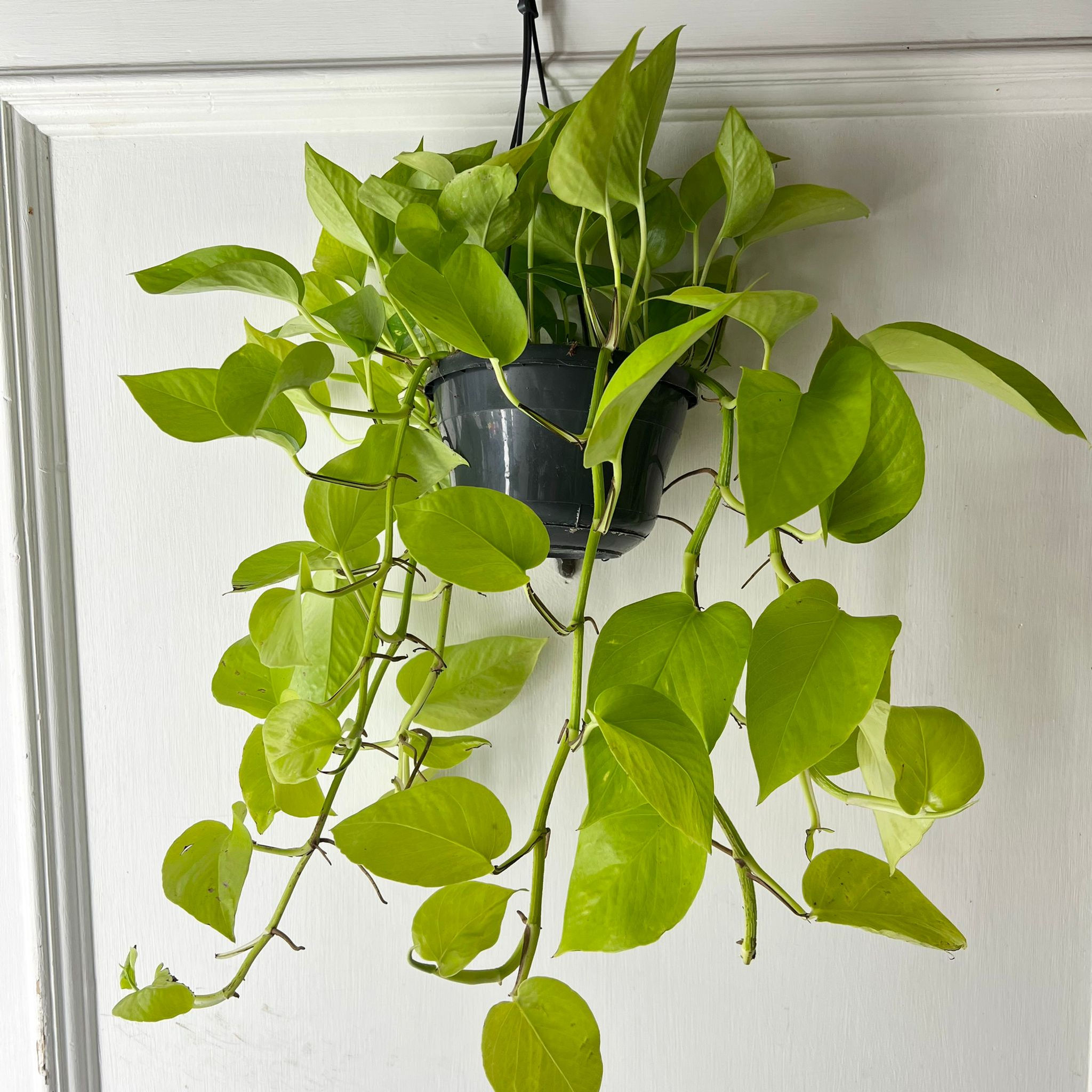 Epipremnum aureum 'Neon' (Hanging Pot) | Neon Pothos