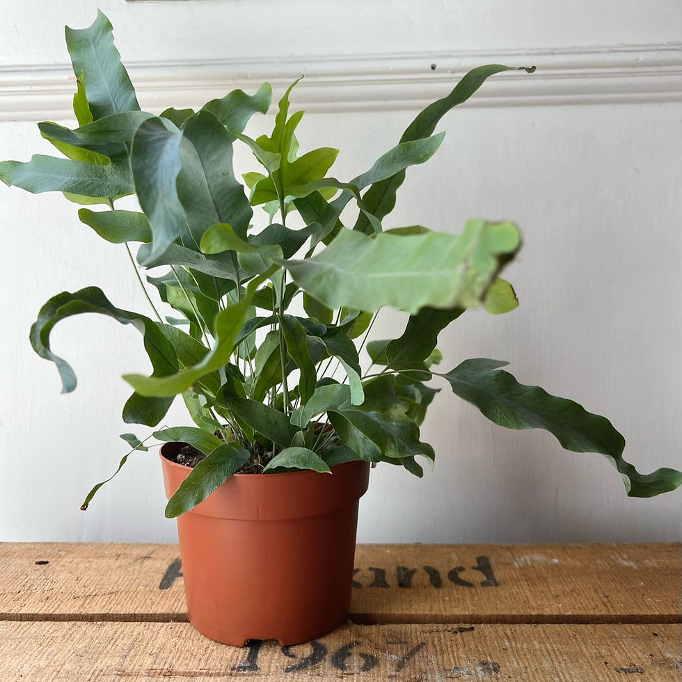 Thumbnail: Phlebodium aureum | Blue Star Fern