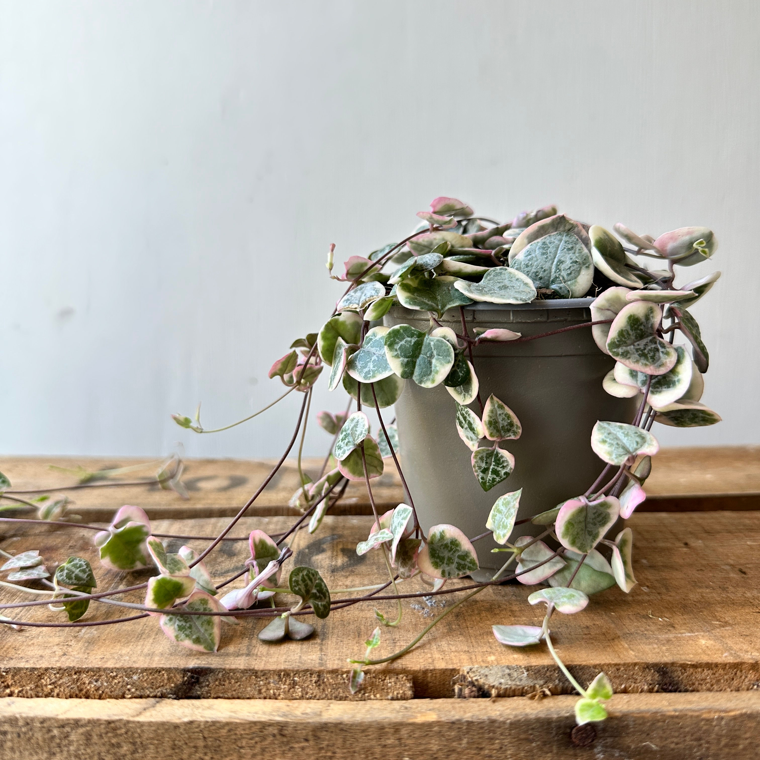 Ceropegia woodii variegata | Variegated String-of-Hearts