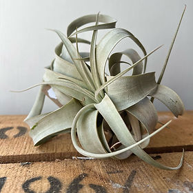 Air plants | Stamford Botanics