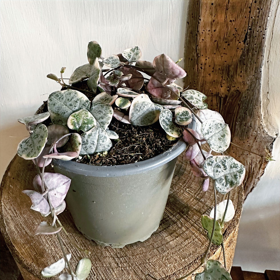 Thumbnail: Ceropegia woodii variegata | Variegated String-of-Hearts