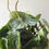 Thumbnail: Peperomia argyreia | Watermelon Peperomia