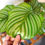 Thumbnail: Calathea (Goeppertia) orbifolia | Peacock Plant