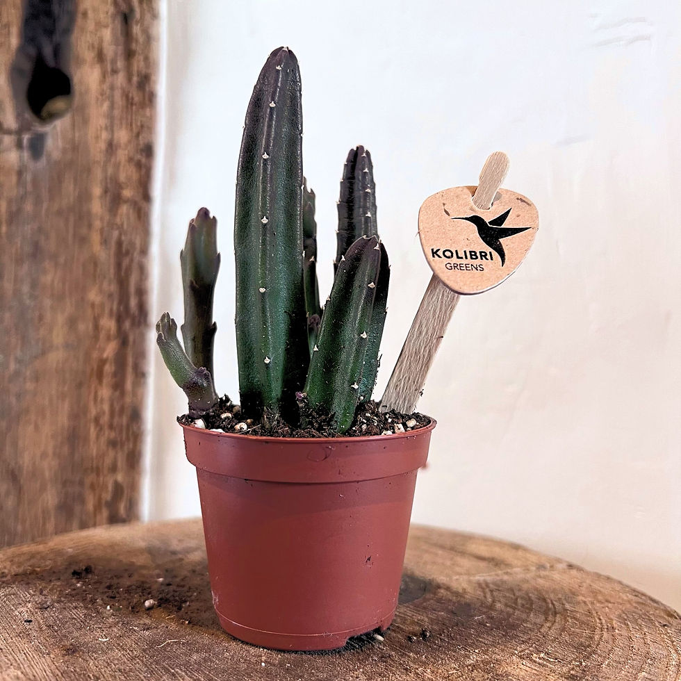 Thumbnail: Stapelia leendertziae | Black Bells (Mini)