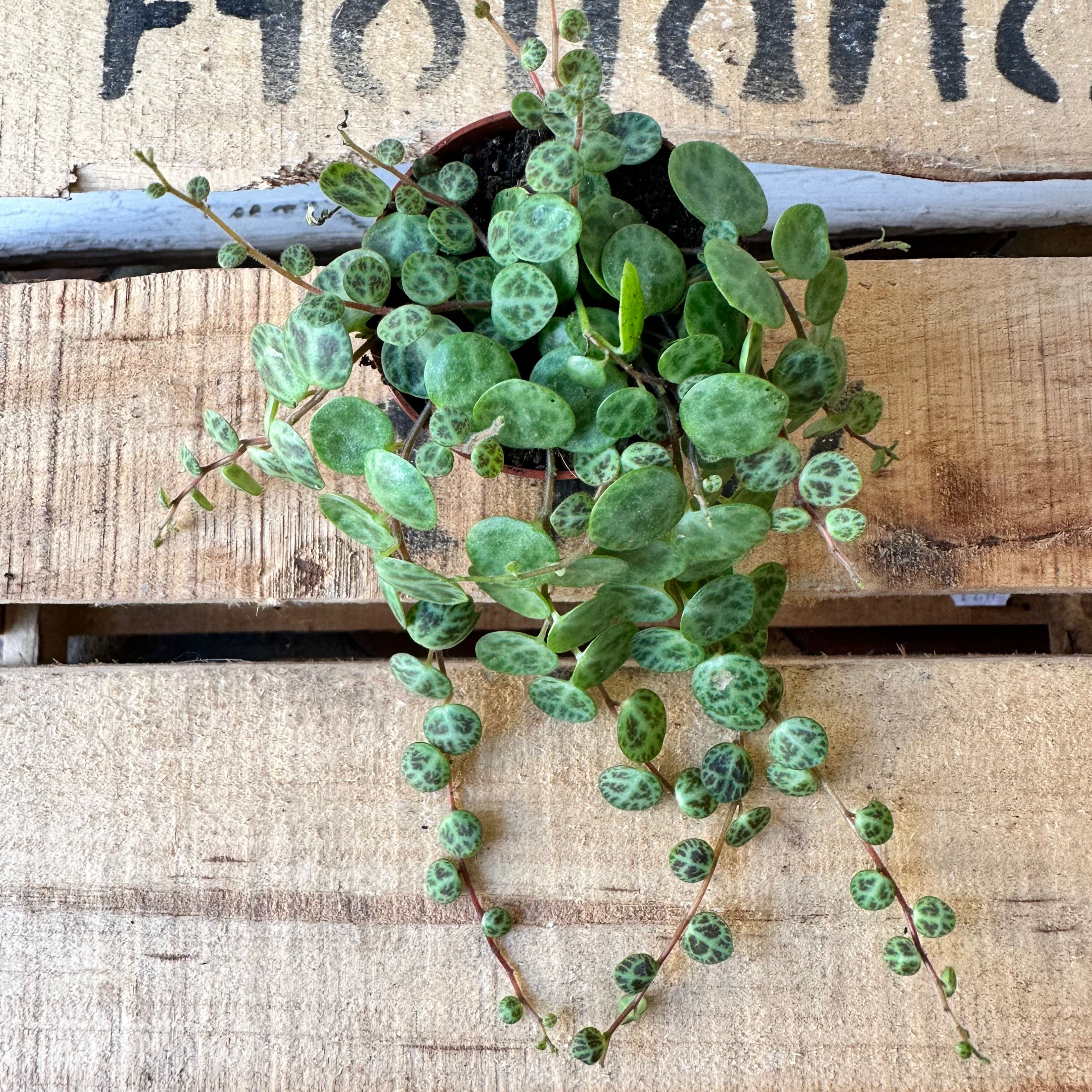Peperomia prostrata | String-of-turtles
