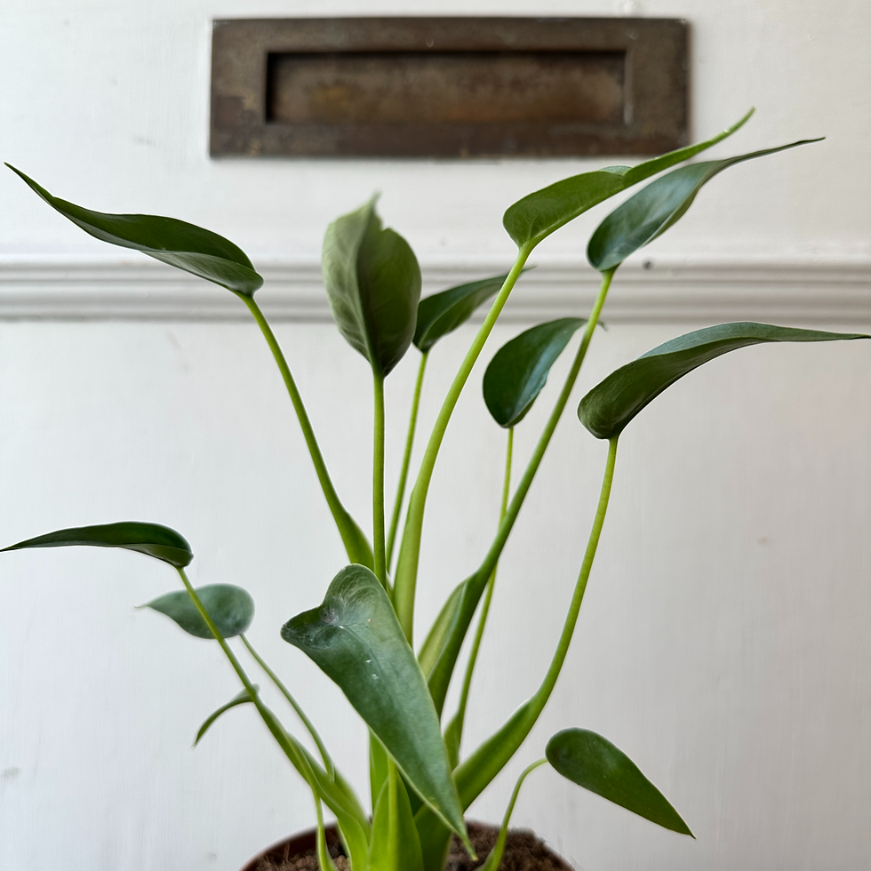 Thumbnail: Alocasia 'Tiny Dancer'