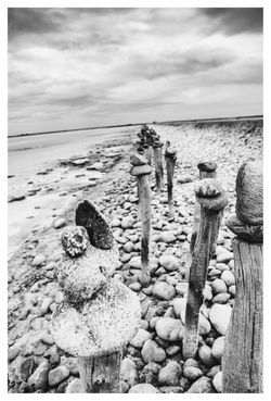 Salins de Giraud (3)