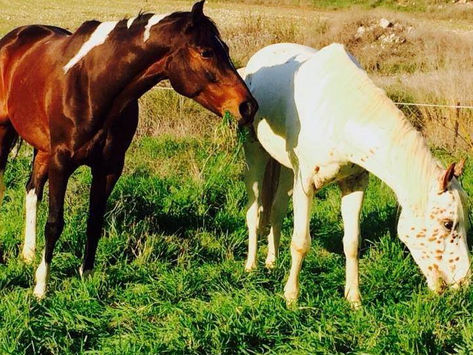 Taoz Ranch