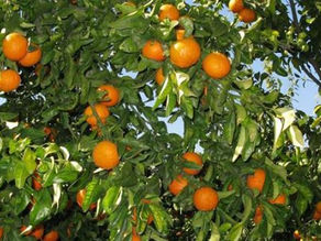 Orange Picking – Bitan Aharon