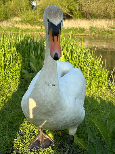 Swan.jpeg
