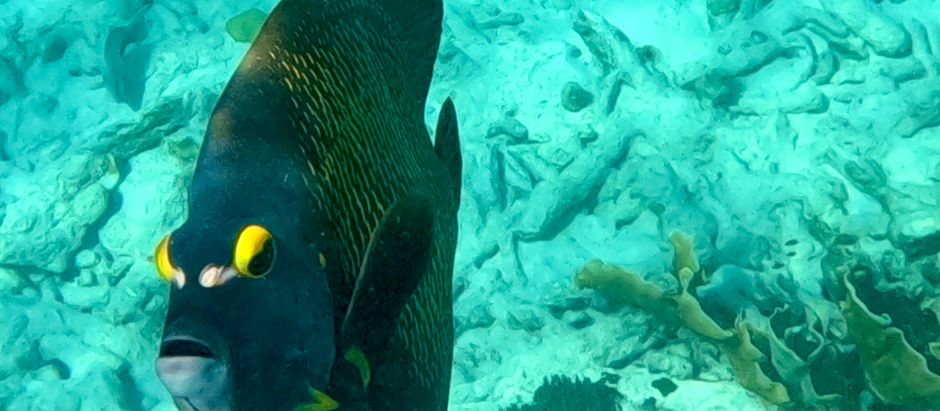 Finding Our Groove in Bonaire