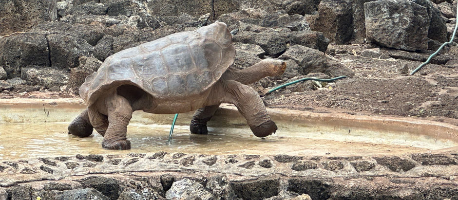 Day 3–Embarkation in Santa Cruz & Giant Tortoises