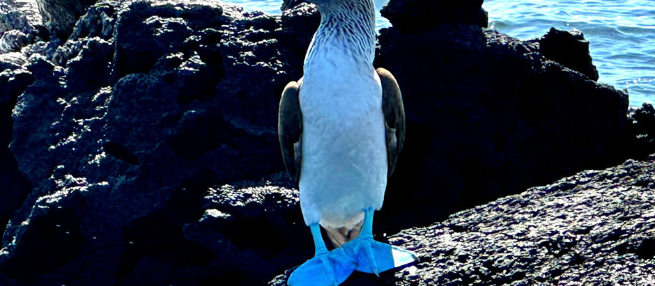 Day 4–Coastal Exploration & BOOBIES!!