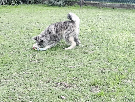 CHIYUKI travel to USA 🇺🇸