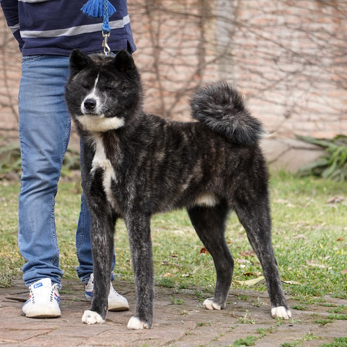 kabutora-go-hakufumy-hakufumy