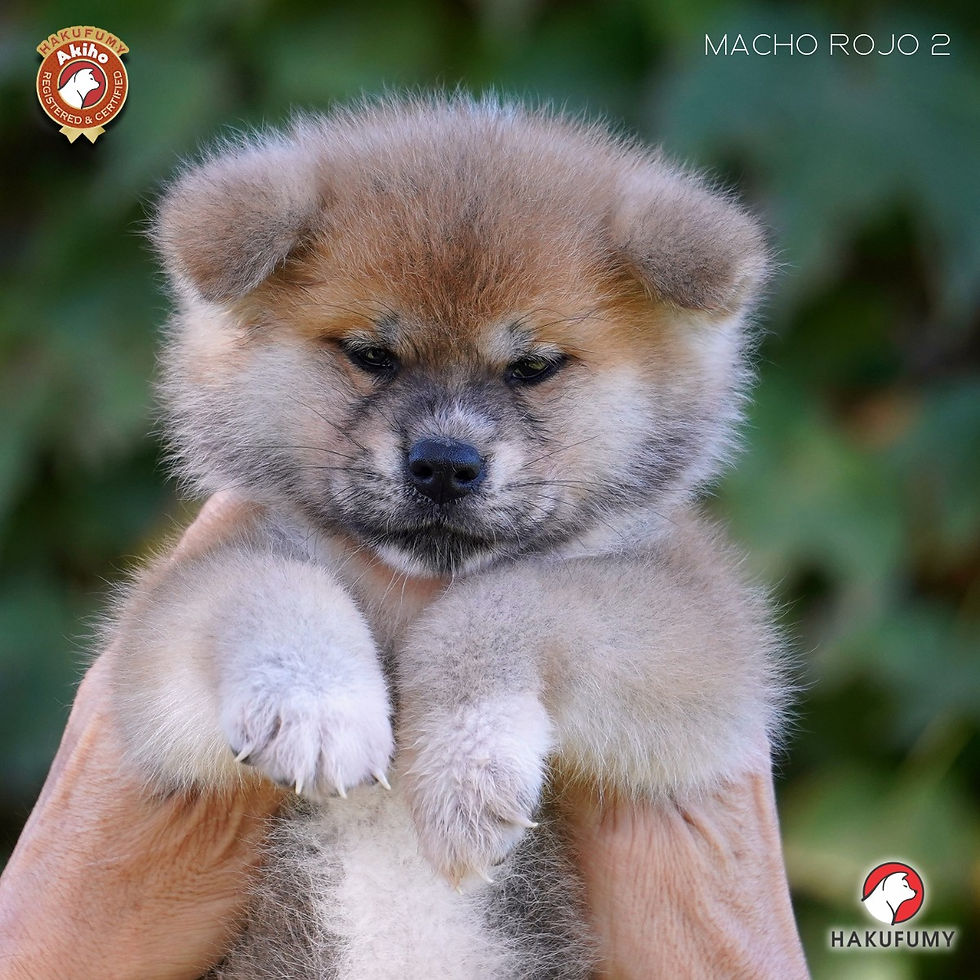 Miniatura: Male 2 Genki x Naomi Litter