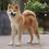 Miniatura: Japanese Akita Inu puppy Hakufumy akitas cachorros