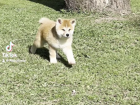 ❤️Datehomare y ❤️Daitenku Go Hakufumy