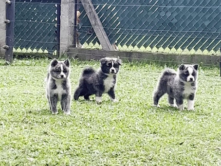 Top Quality Brindle Males FOR SALE🔥!