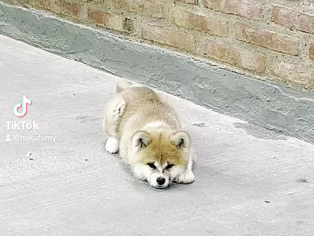 🌸🐾 NAZOMI DAI 🐾🌸