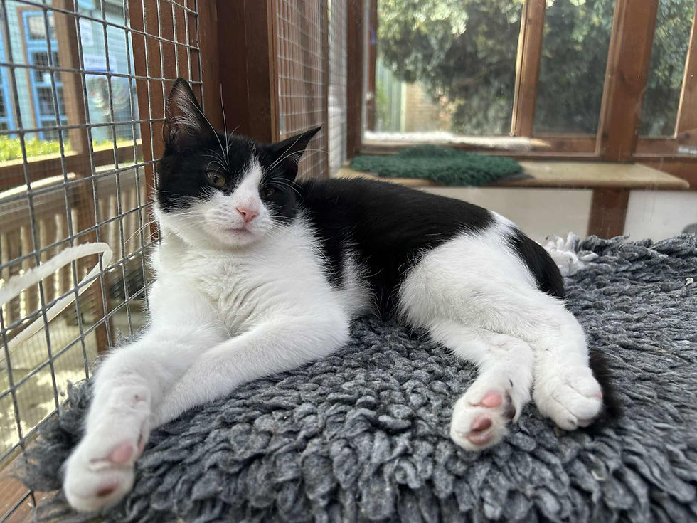 A Shropshire Cat Rescue Feline