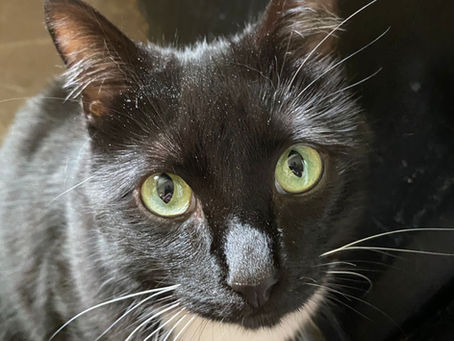 Helping Cats With FIC (Feline Idiopathic Cystitis)