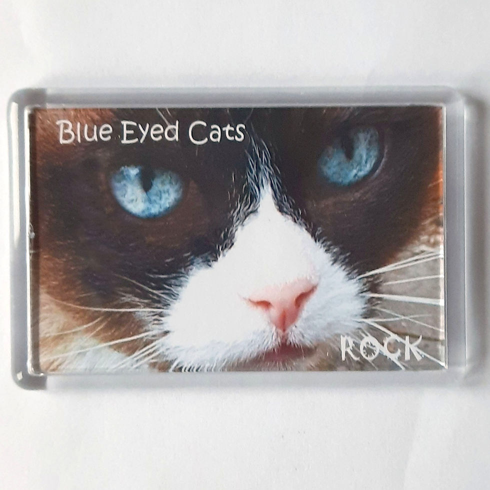 Thumbnail: Blue Eyed Cats Rule Fridge Magnet