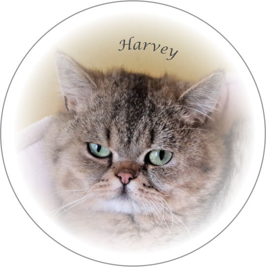 Thumbnail: Vignette Keyrings of our new Retirement Village Residents in 2024,