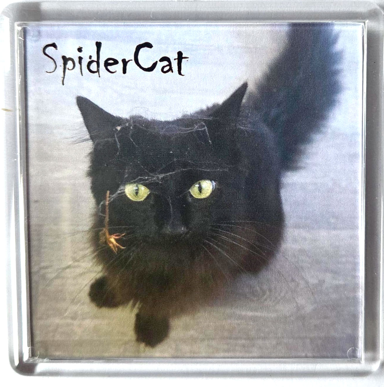 SpiderCat Fridge Magnet
