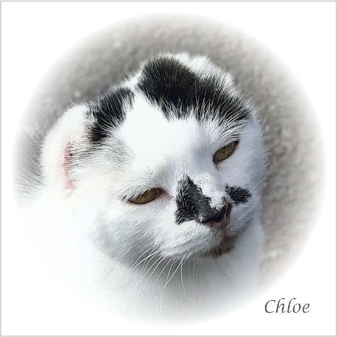 Thumbnail: Vignette Fridge Magnets of Free Rangers  Rudy, Brimble, Chloe and Paige