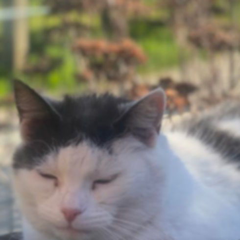 Phoebe.jpg