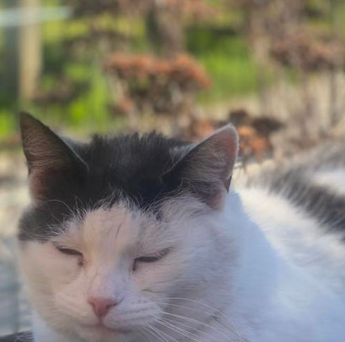 Phoebe.jpg