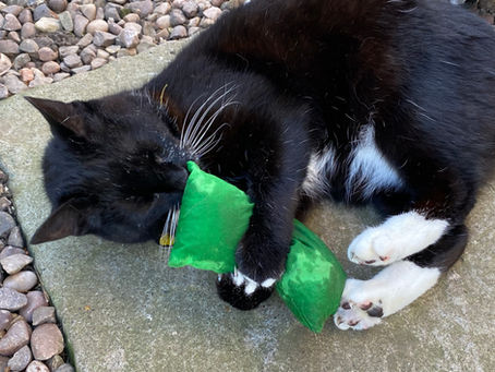 Encouraging Cats To Play