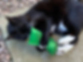 Encouraging Cats To Play