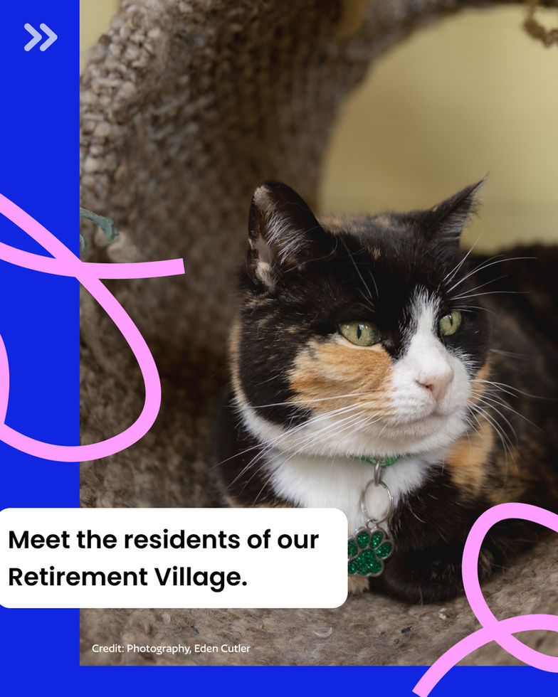 Graphic with text which says, meet the residents of our retirement village. Includes a portrait photo of one of Shropshire Cat Rescue’s village residents. A short-haired torbie cat called Gaia, lying in a loaf position in her tunnel cat scratcher.