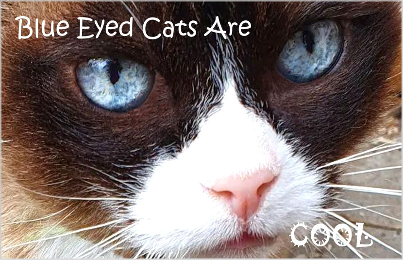 Thumbnail: Blue Eyed Cats Rule Fridge Magnet