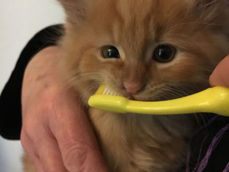 How and Why Cleaning Your Cat's Teeth Is Important