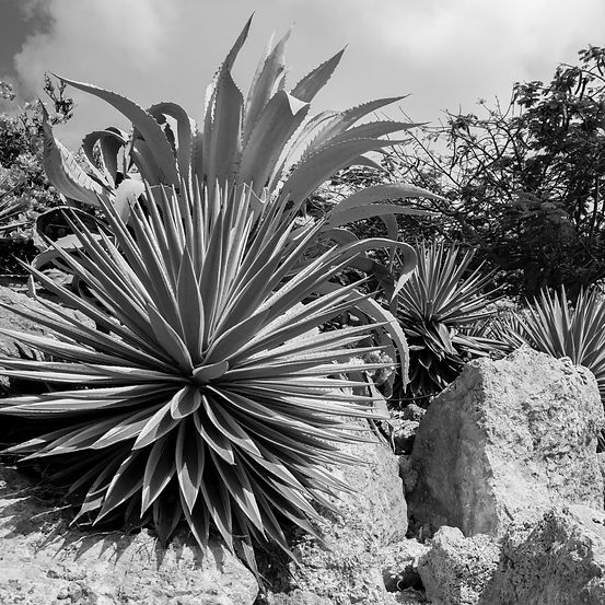 Desert Nature_edited.jpg