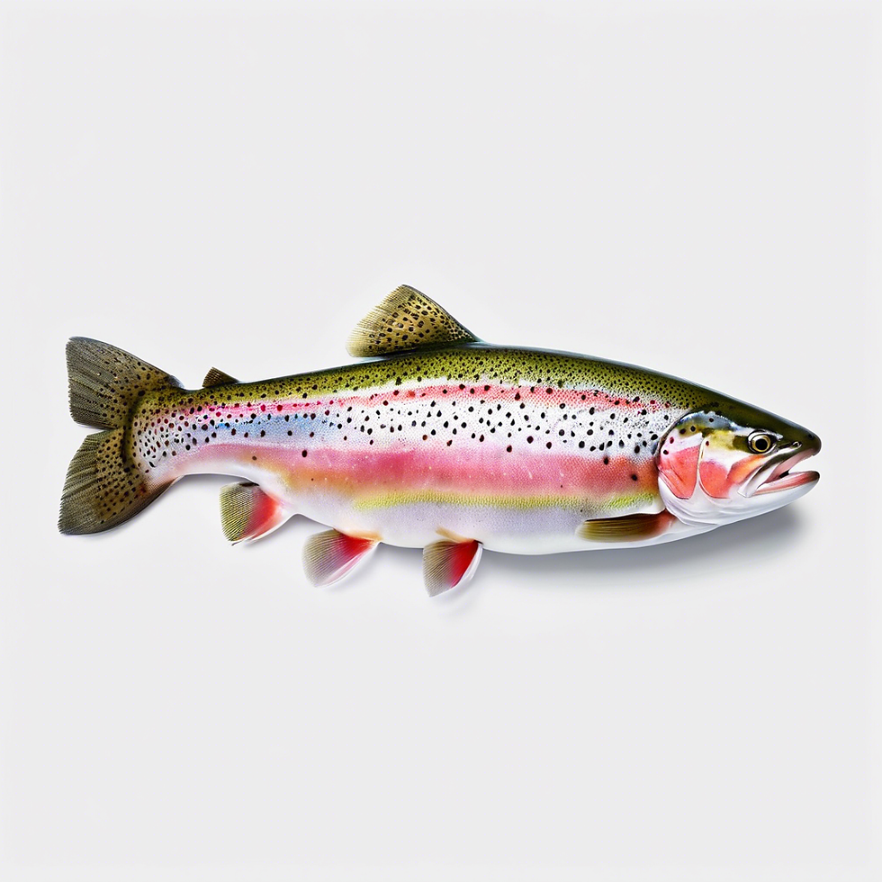 Rainbow Trout