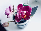 Flor de orquídea roxa
