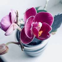 Orchids