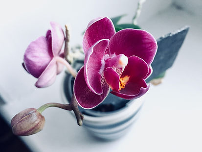 Orchids