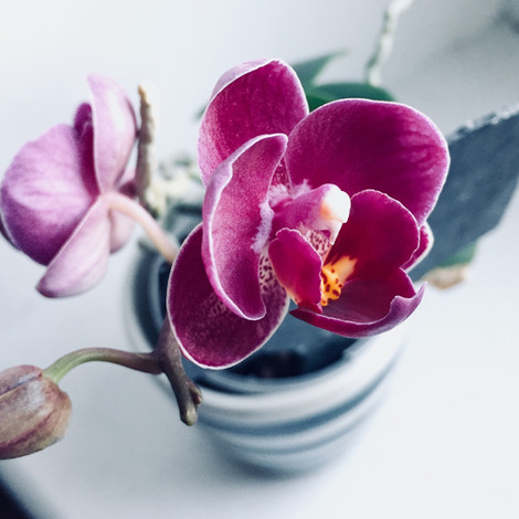 Orchids