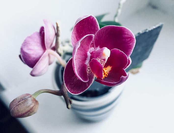 Purple Orchid Bloom