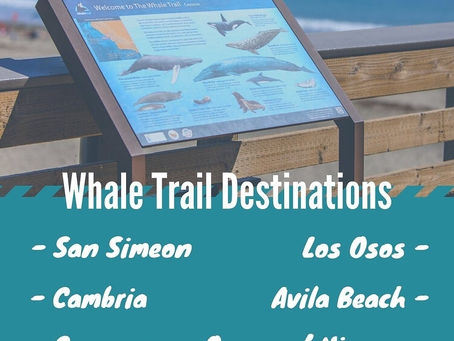 WHALE HELLO