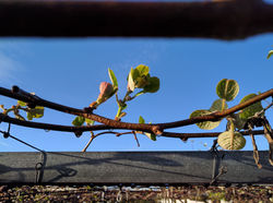 Spring kiwifruit