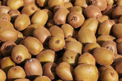 Green kiwifruit picking bin