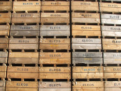 Bins for the kiwifruit