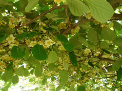 Flower of kiwifruit