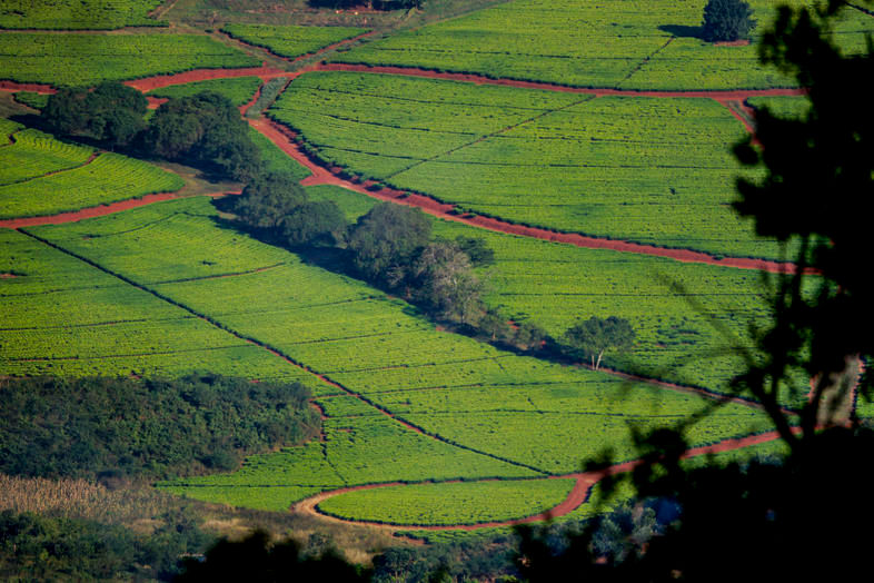 TZANEEN 2.jpg